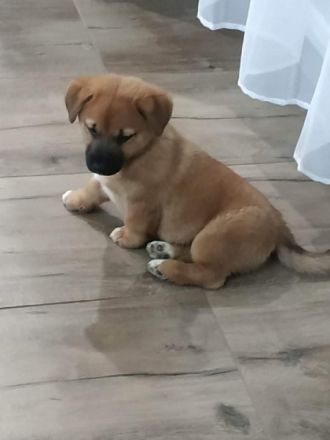 Unsere wunderbaren, zuckersüßen Shiba inu Welpen suchen