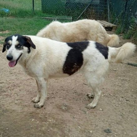 Graues Schnäuzchen Julchen / weiblich, kastriert / derzeit in Griechenland