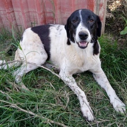 Graues Schnäuzchen Zaza / weiblich, kastriert / derzeit noch in Griechenland