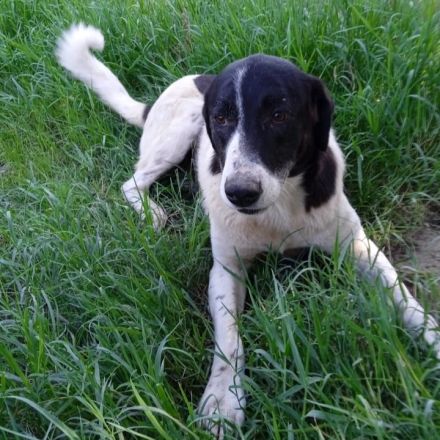 Graues Schnäuzchen Zaza / weiblich, kastriert / derzeit noch in Griechenland