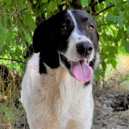 Graues Schnäuzchen Zaza / weiblich, kastriert / derzeit noch in Griechenland