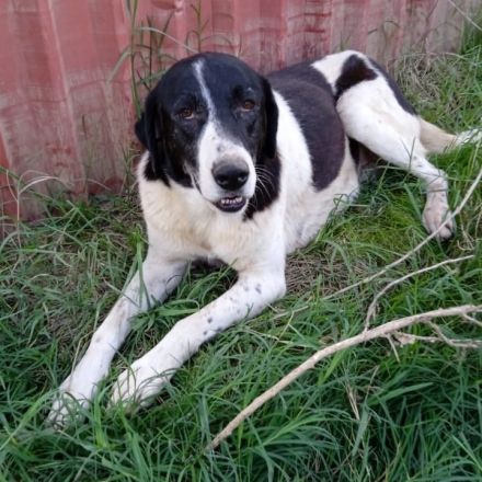 Graues Schnäuzchen Zaza / weiblich, kastriert / derzeit noch in Griechenland