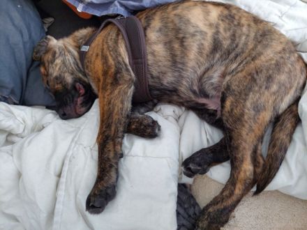 Der kleine Jake ist 13 Wochen, ein Old english Bulldog