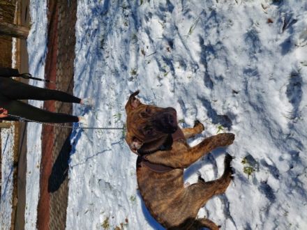 Der kleine Jake ist 13 Wochen, ein Old english Bulldog