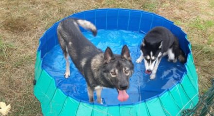 Liebe Hundefreunde, Wir verkaufen unseren Reinrassigen