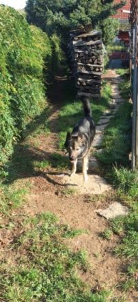 Liebe Hundefreunde, Wir verkaufen unseren Reinrassigen