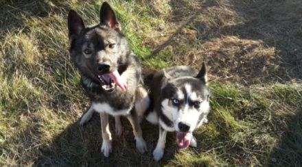 Liebe Hundefreunde, Wir verkaufen unseren Reinrassigen