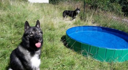 Liebe Hundefreunde, Wir verkaufen unseren Reinrassigen