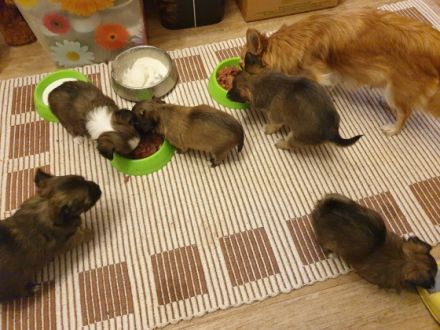 Unsere reinrassige Chihuahua Dame hat am 13.01.22 5