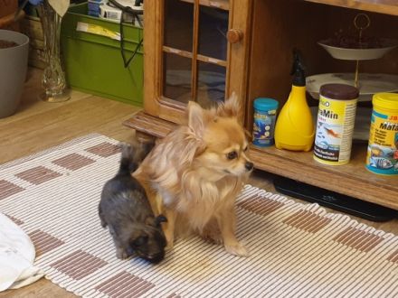 Unsere reinrassige Chihuahua Dame hat am 13.01.22 5