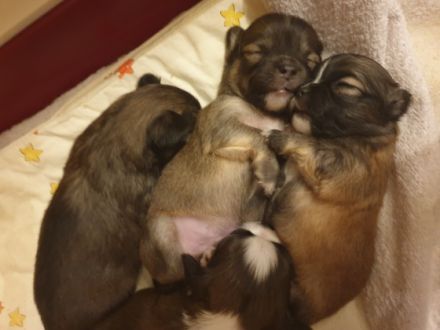 Unsere reinrassige Chihuahua Dame hat am 13.01.22 5