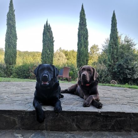 Süße Reinrassige Labradorwelpen Unsere zwei Lieblinge