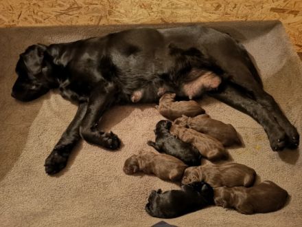 Süße Reinrassige Labradorwelpen Unsere zwei Lieblinge