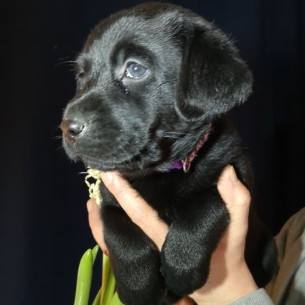 Süße Reinrassige Labradorwelpen Unsere zwei Lieblinge