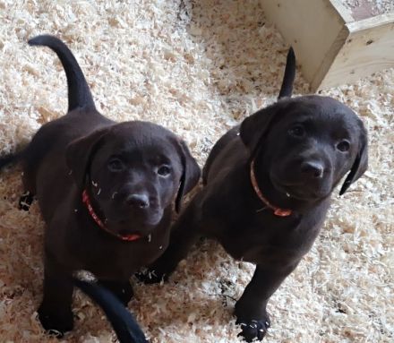 Süße Reinrassige Labradorwelpen Unsere zwei Lieblinge