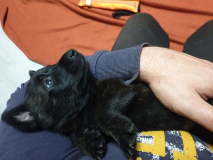 Wünderschöne X Hollandse Herder Welpen für Sport,