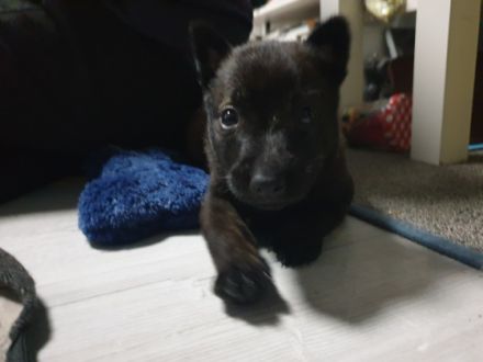 Wünderschöne X Hollandse Herder Welpen für Sport,