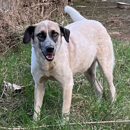 Hündin Kira /  Alter: ca. 06/2021 / derzeit noch in Griechenland