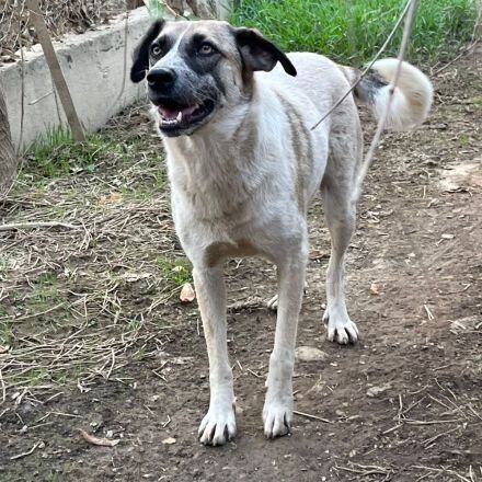 Hündin Kira /  Alter: ca. 06/2021 / derzeit noch in Griechenland