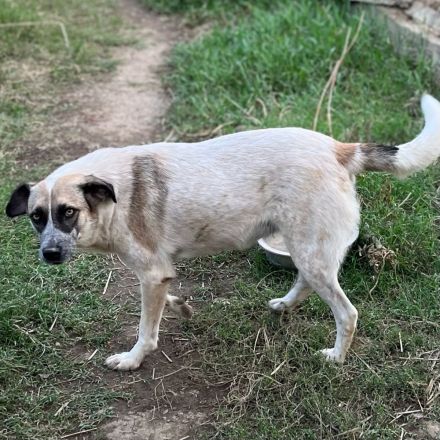 Hündin Kira /  Alter: ca. 06/2021 / derzeit noch in Griechenland