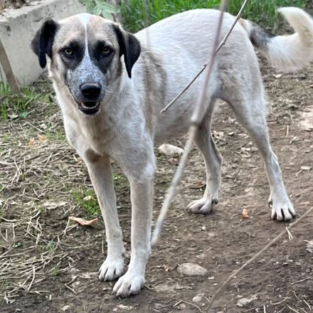 Hündin Kira /  Alter: ca. 06/2021 / derzeit noch in Griechenland