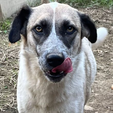 Hündin Kira /  Alter: ca. 06/2021 / derzeit noch in Griechenland