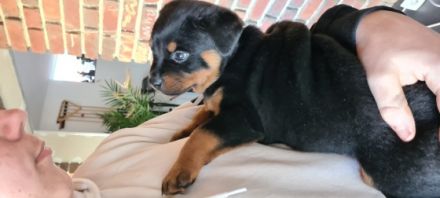 Drei kleine Racker suchen noch ein neues liebe volles