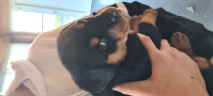 Drei kleine Racker suchen noch ein neues liebe volles