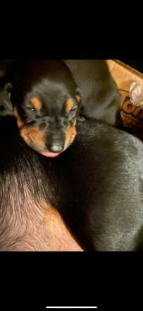 Bildhübsche Kurzhaar Dackel Welpen geb. 6.1.2022 suchen