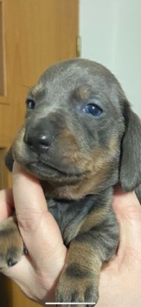 Bildhübsche Kurzhaar Dackel Welpen geb. 6.1.2022 suchen