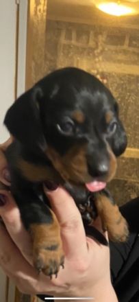Bildhübsche Kurzhaar Dackel Welpen geb. 6.1.2022 suchen