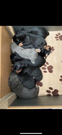 Bildhübsche Kurzhaar Dackel Welpen geb. 6.1.2022 suchen