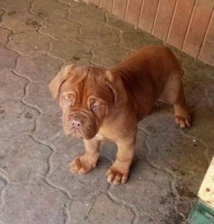 Red Lion Bordói kennel