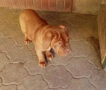 Red Lion Bordói kennel