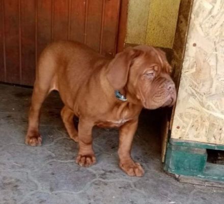 Red Lion Bordói kennel