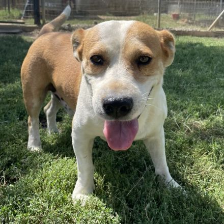 Graues Schnäuzchen Christoph / männlich / in einer Pflegestelle in 27578 Bremerhaven