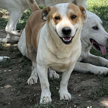 Graues Schnäuzchen Christoph / männlich / in einer Pflegestelle in 27578 Bremerhaven