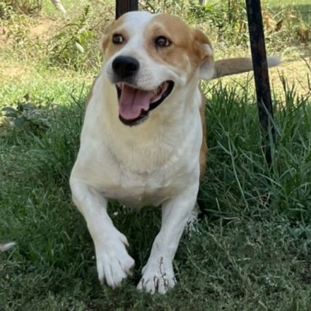 Graues Schnäuzchen Christoph / männlich / in einer Pflegestelle in 27578 Bremerhaven