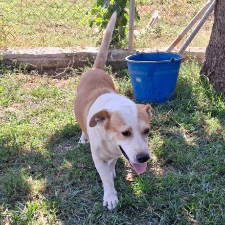 Graues Schnäuzchen Christoph / männlich / in einer Pflegestelle in 27578 Bremerhaven