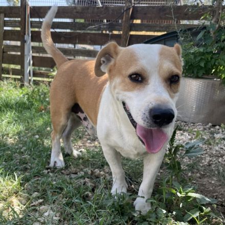 Graues Schnäuzchen Christoph / männlich / in einer Pflegestelle in 27578 Bremerhaven