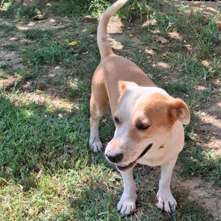 Graues Schnäuzchen Christoph / männlich / in einer Pflegestelle in 27578 Bremerhaven