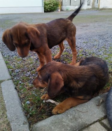 Die Welpen wachsen zusammen mit Erwachsenen und Kindern