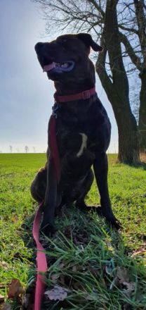 Paula, Verkaufe ein eineinhalb jährige Rhodesian