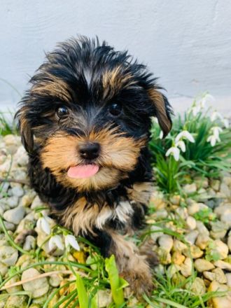 Hallo ihr Lieben unser Name ist Speedy und Schlumpfine