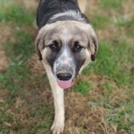 Rüde Charles / derzeit noch in Griechenland