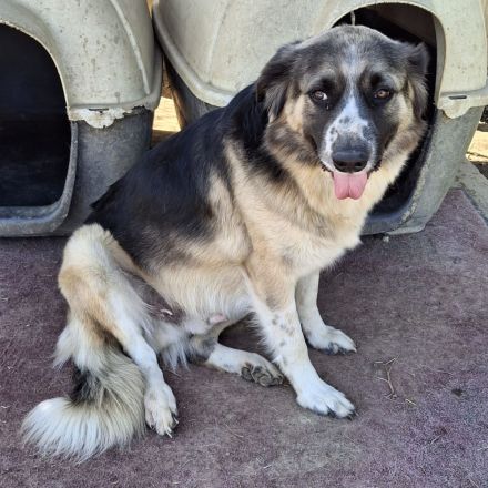 Rüde Charles / derzeit noch in Griechenland