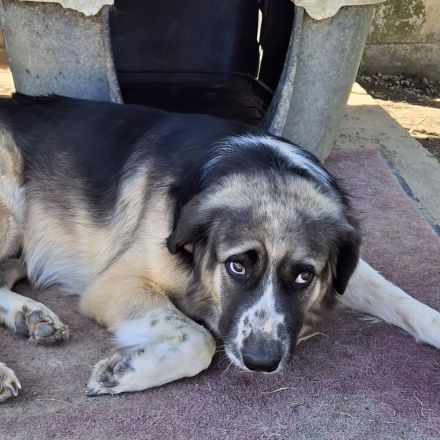 Rüde Charles / derzeit noch in Griechenland