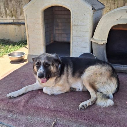 Rüde Charles / derzeit noch in Griechenland