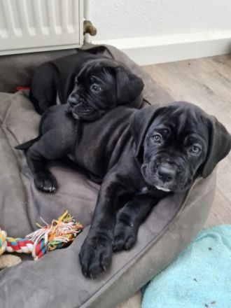 Hallo Tierfreunde insbesondere CaneCorso Liebhaber ?