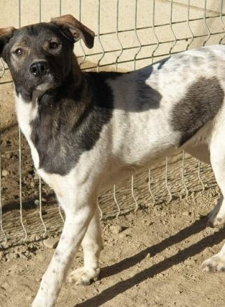 Strolch ist seinem Alter entsprechend neugierig und